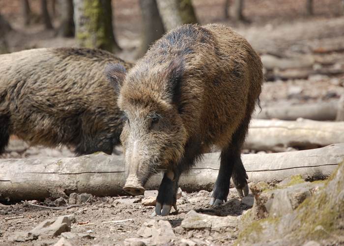 sanglier 3