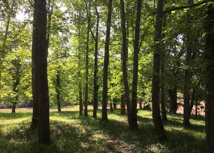 A shady spot under the tulip trees / Un coin ombragé sous les tulipiers