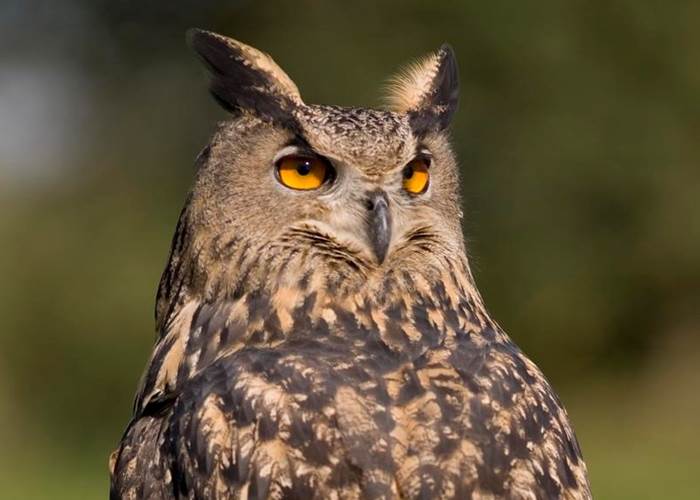 grand duc nature natura 2000 animaux faune correze