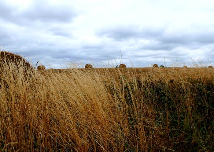 Paysage d'été autour de chez nous