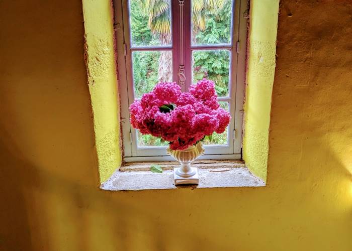 Hydrangea de launay blot