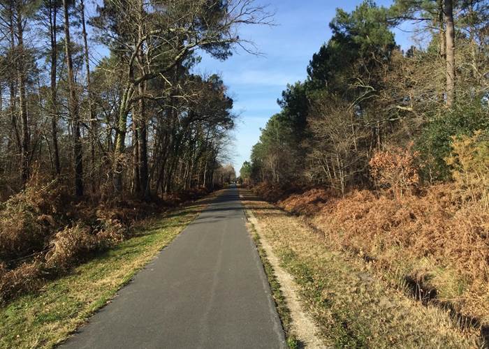 Piste cyclable en forêt près de Lanton sur le Bassin d’Arcachon