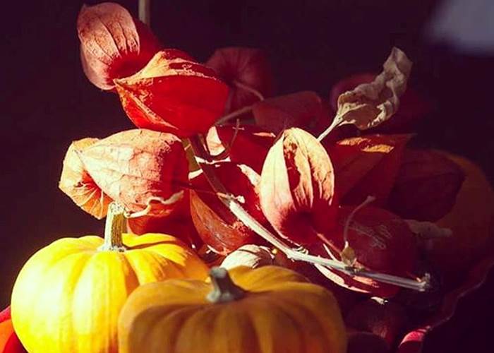 Automne inspiré