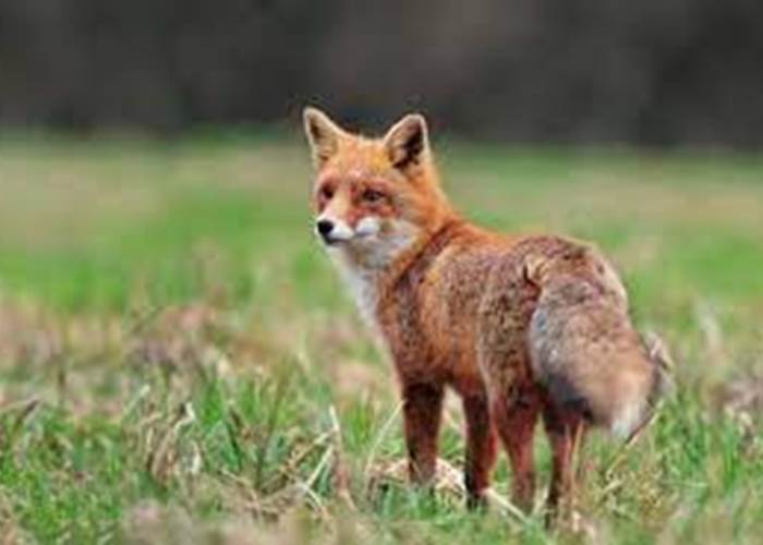 Renard