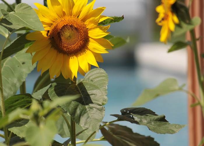 Ambiance jardin des tournesols