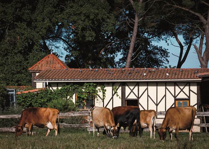 rentrer les vaches pour la traite