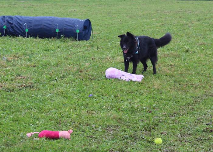agility