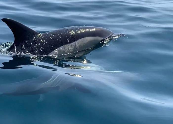 Dauphin au large des Glénan