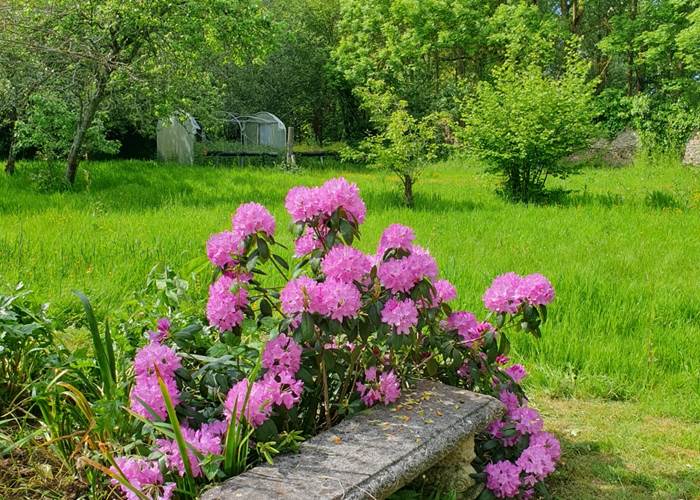 Quelques fleurs du jardin  ;  un hortensia