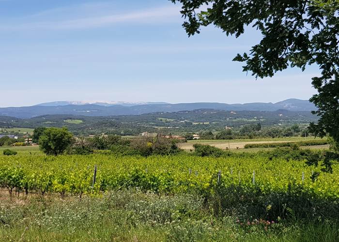 Vignes_Ventoux_Luberon