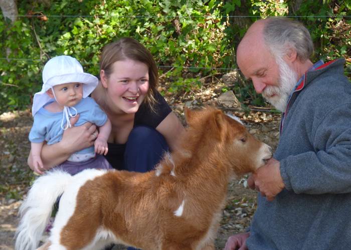 Complicité poulain Shetland