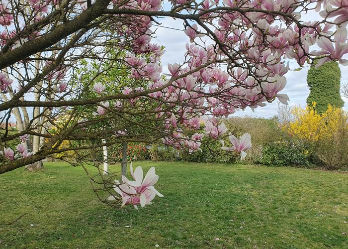 Magnolia