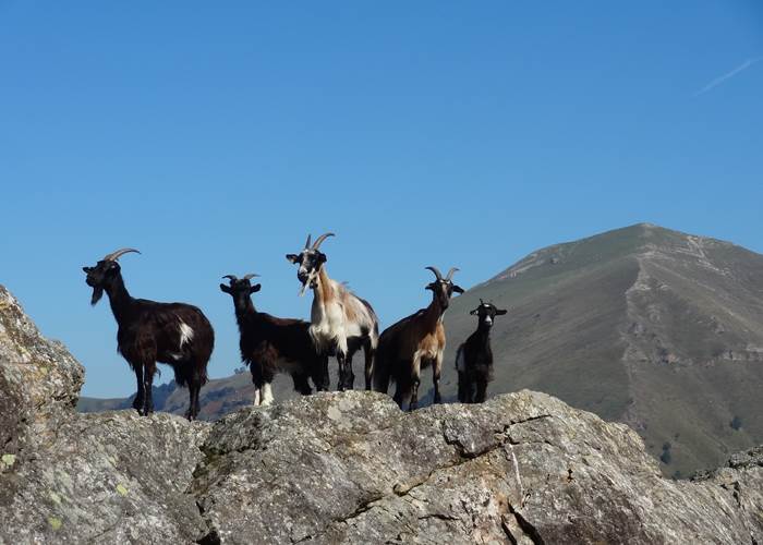 Animaux_chèvres sauvages