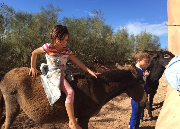Ies ânes ne sont pas sauvages !!