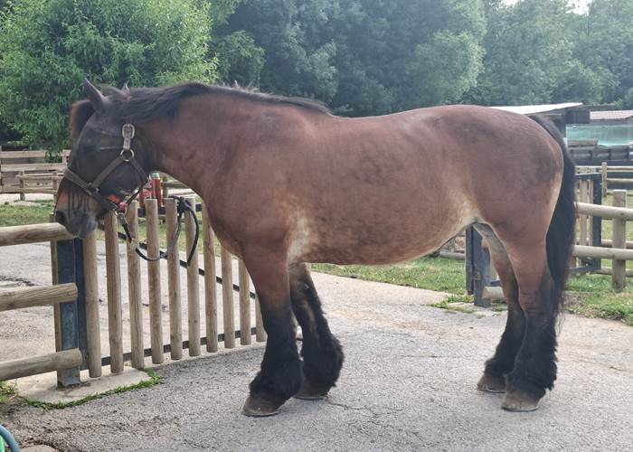 Ferme pédagogique de la Béchère