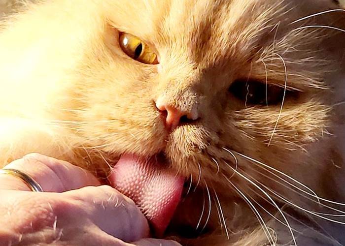 Sammy, femelle British Highland