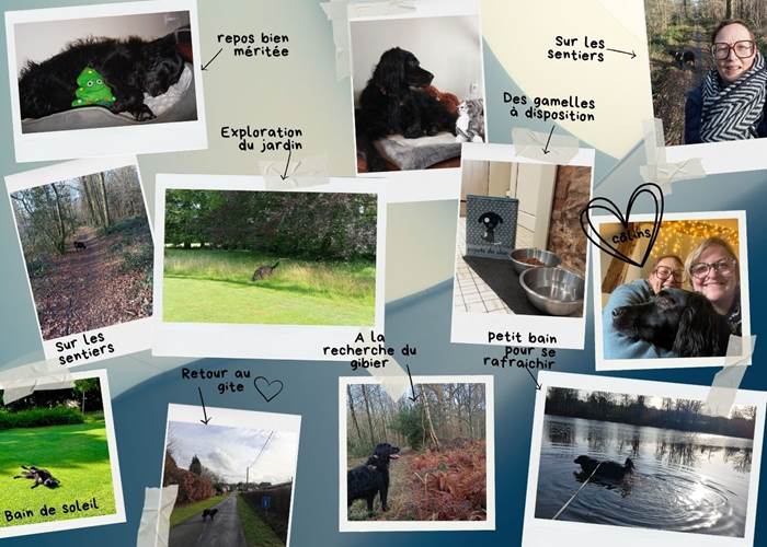La demoiselle ô bois- dogfriendly