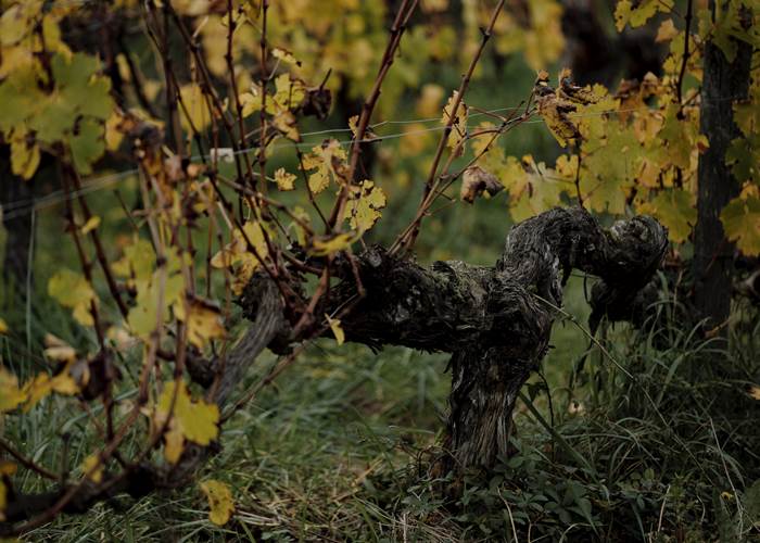 Vignoble, Bio, Biodynamie, Nature, Vins, Domaine, Visite, Dégustation