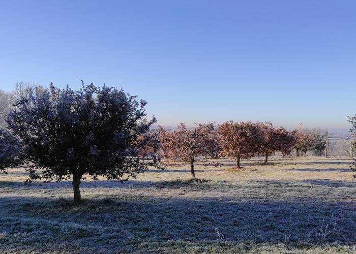 La truffière un matin de Janvier-page