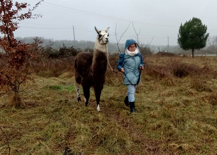 La médiation par l'animal avec un lama
