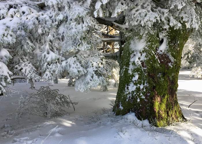 Montagne enneigée, Vosges-page