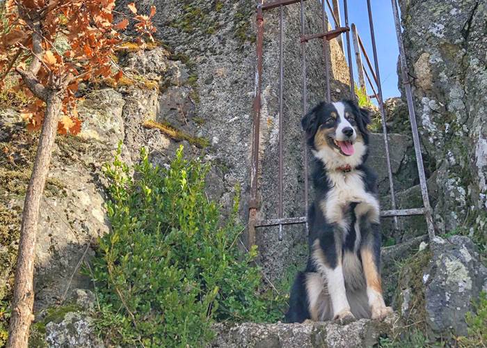Promenade Cévennes avec-son chien-page