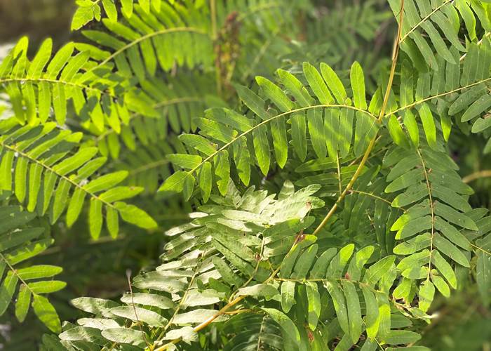 photo Osmonde gros plan