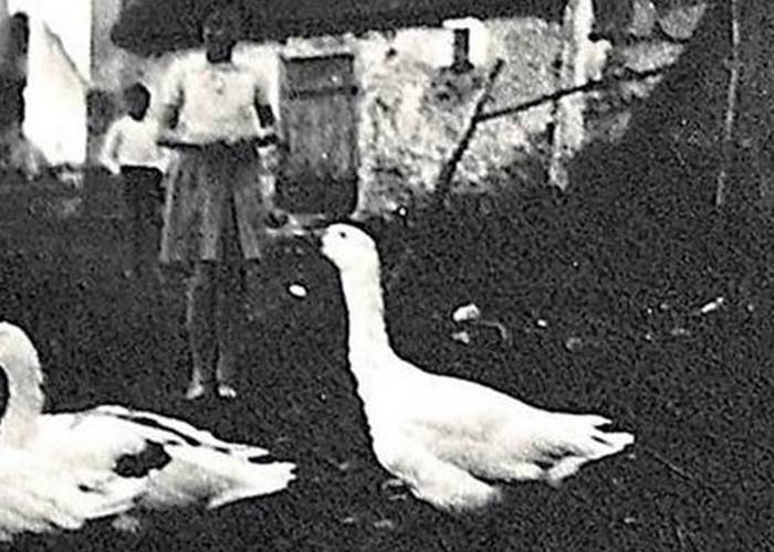 Oies près d'une grange ancienne