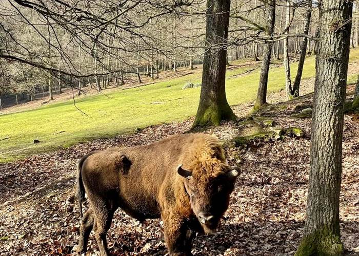 bisons 3