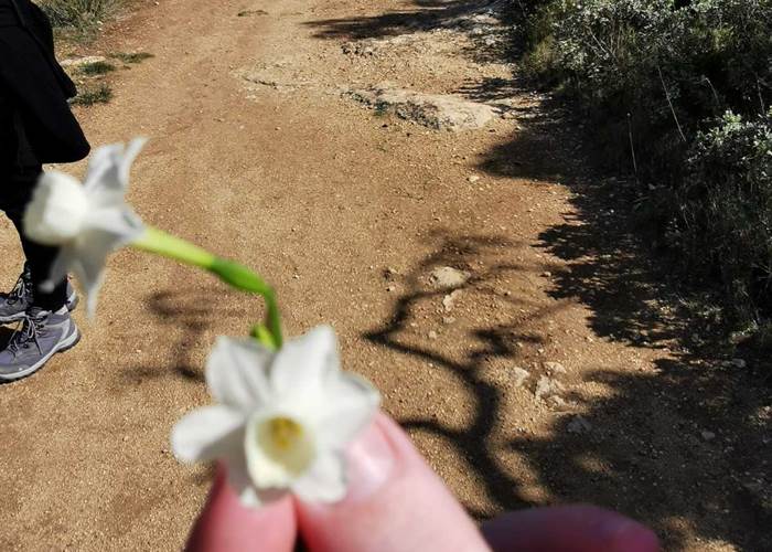 Cette plante est -elle comestible?