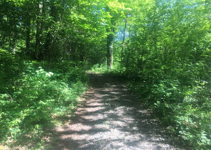 chemin-foret