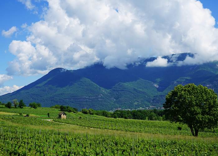 Vignes du Bugey devant le grand Colombier à proximité du Manoir du Colombier, idéal pour une escapade gourmande à 1h de Genève
