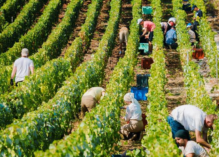 Visite du vignoble champenois vendanges