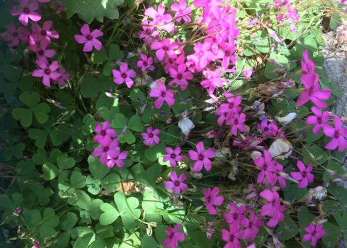 Respect de notre Nature