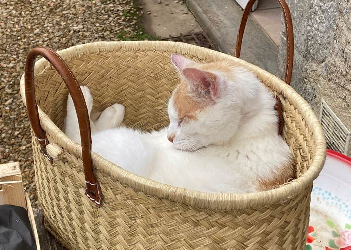 le chat Rio vous accueille à l'Arbre Bleu