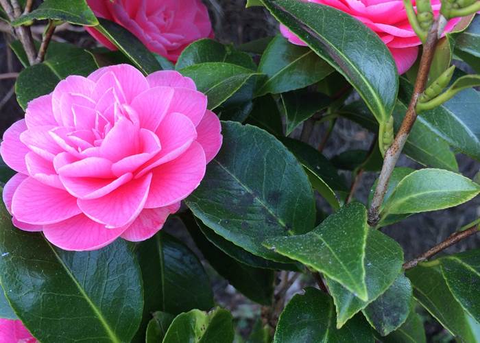 Camelia en fleurs