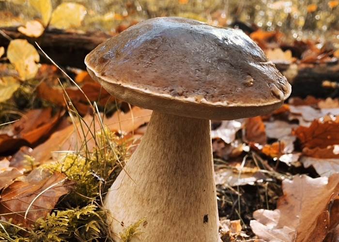 Cèpes des Combrailles