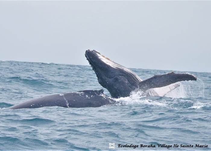 Baleine Boraha VIllage Ile Ste Marie Madagascar 18