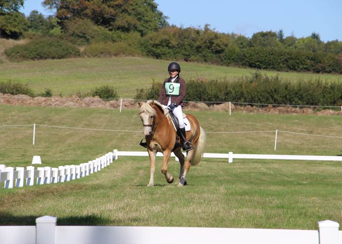 Toy sur un carré de dressage-page