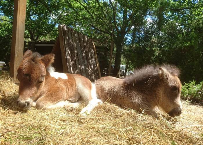 Les bébés poulains Shetland