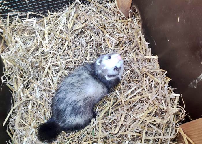 furet