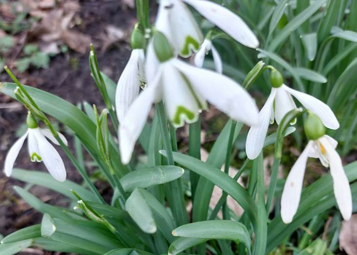 Les Longs Prés - Lompret, Chimay