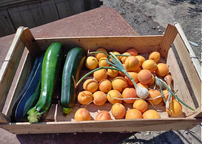 Légumes et fruits issus de notre potager 🌻🌻🌻