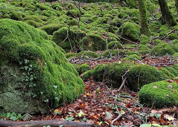 chambredhotes-randonnée-en-forêt-hautecorrèze-tourisme-découverte