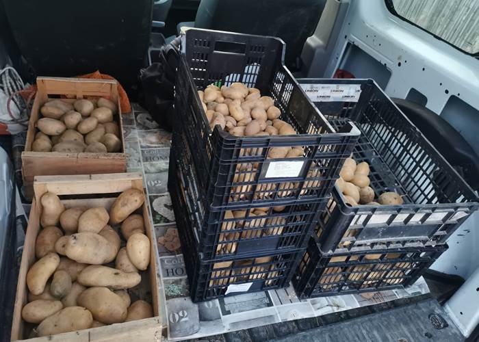 Pommes de terre du potager "Le Coq du Nord-Mailhac"