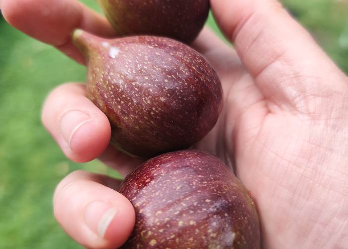 La Grange de Bonneville - les premières figues