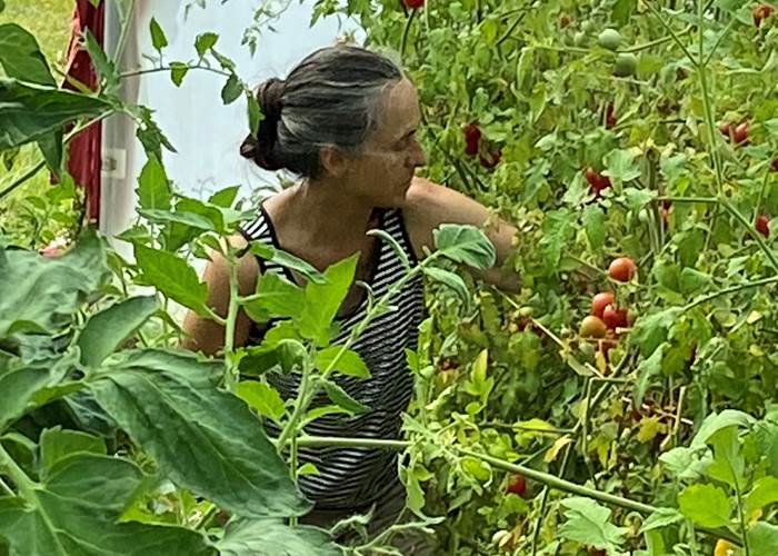 Production de tomates dans la serre