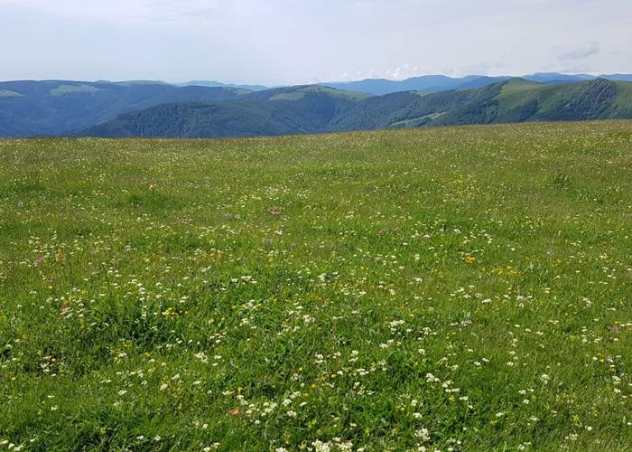 Prairie fleurie dans les Hautes-Vosges au printemps