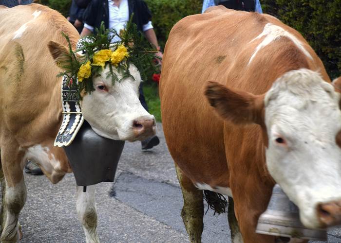 Belles coiffes et belles cloches