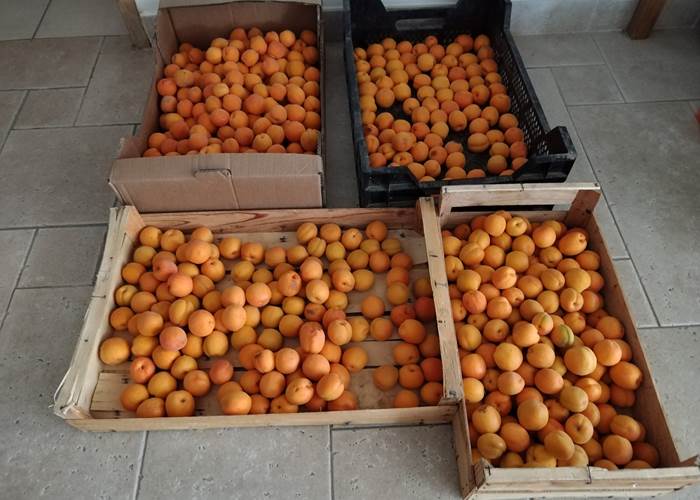 Fruits et légumes pour les tables d'hôtes du Coq du Nord -Mailhac